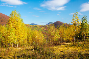 Naklejka premium birch trees in mountainous landscape. yellow foliage on the branches. beautiful nature scenery of uzhanian national park. sunny autumn weather with blue sky.