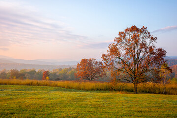 Naklejka na ściany i meble gorgeous countryside at dawn in autumn. trees in colorful foliage on the grassy field. mountains in the distance