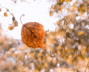 Autumn fallen leaf on wet glass window with raindrops. Autumn arrival concept. Romantic autumn mood. Selective soft focus on raindrops.