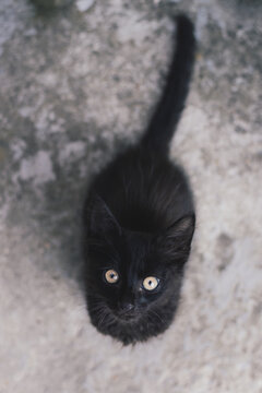 Kitten sitting looking towards the camera