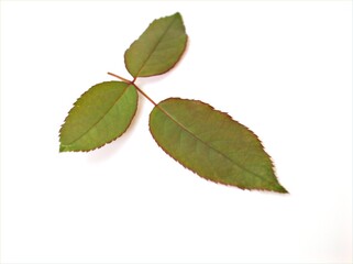 green rose leaves isolated with water drops on white background	