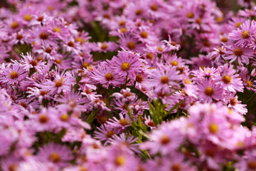 Aster dumosus 'Herbstgruß vom Bressenhof'