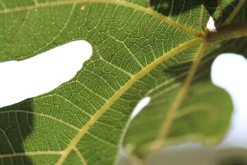 Beauty of flowers in the sunlight
