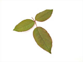 green rose leaves isolated with water drops on white background	