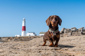 Miniature Dachshund in Cornwall, UK