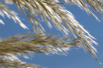 Beauty of flowers in the sunlight