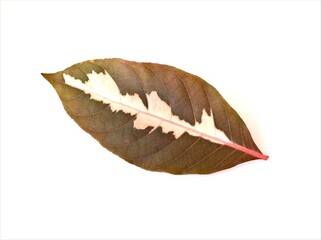 Graptophyllum leaf isolated on white background, nature leave
