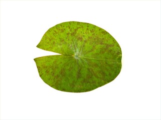 Closeup green leaf of water lily isolated on white background ,nature leave  © Suganya