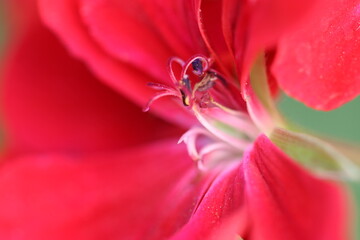 Beauty of flowers in the sunlight