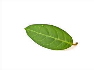 green leaf isolated on white background ,nature leave	