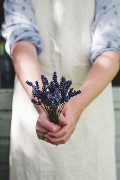 A person in a calico apron holding a bunch of dried lavender.