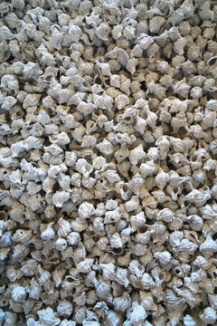 Conches background