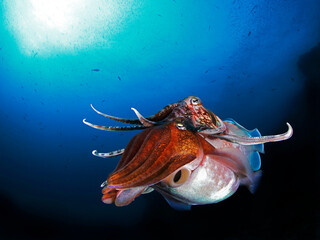 Colorful ocean life on a beautiful background © Юрий Свирский