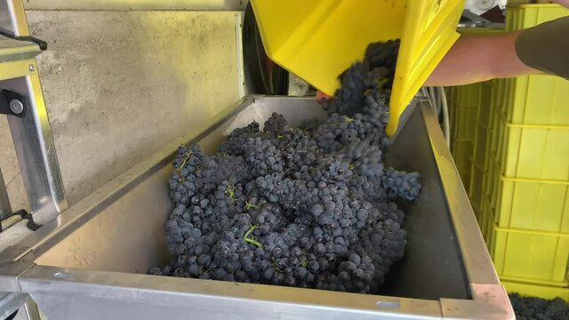 Liestal, Switzerland - September 22, 2020: After harvesting, the man shakes the ripe red grapes from the yellow plastic box into the mill
