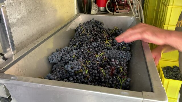 Liestal, Switzerland - September 22, 2020: A male hand mixes red grapes in a grinder