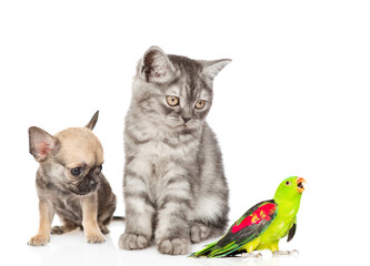 Chihuahua puppy, tabby kitten and parrot sit together. isolated on white background