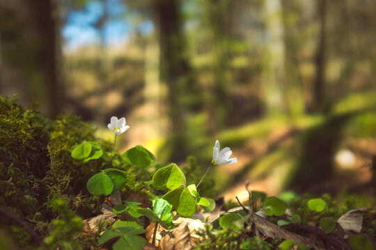 Flowering Wood Sorrel