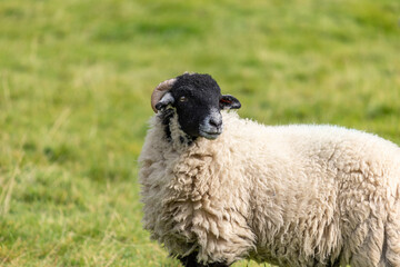 Single Sheep in North Yorkshire