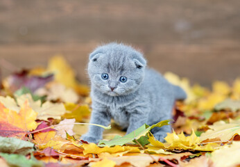 Kitten walks on the autumn foliage