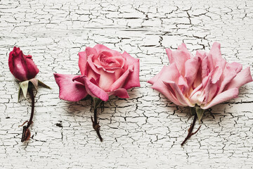Roses on a rustic crackle glazed tabletop