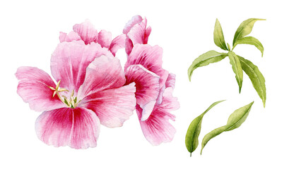Watercolor illustration. Flowers pink godetia.