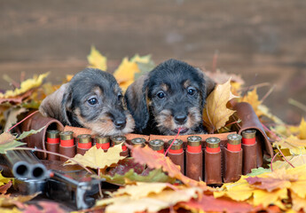 Dachshund puppies lie on a bandolier with a gun on autumn leaves