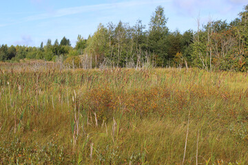 Tall reeds in a swamp. Autumn landscape in the countryside