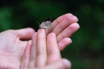 Butterfly sits on a woman hand. Blue, fragile butterfly wings on woman fingers create harmony of nature