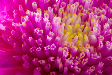 Extreme closeup macro shot of Souththern Daisy fuchsia flower.
