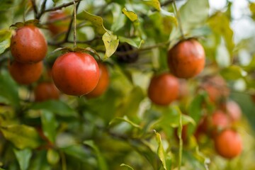 あまり見かけることがないので珍しい「シセントキワガキ」は盆栽などの観賞用