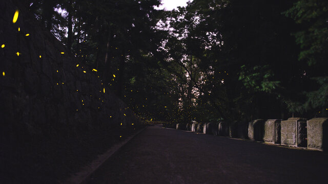 Fireflies in the woods