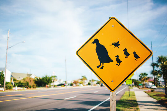 Duck Crossing Sign Along A Road