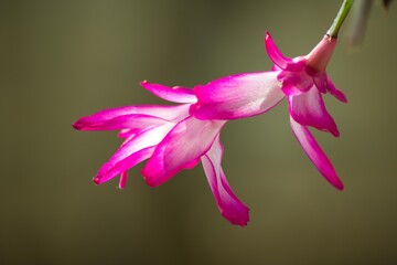 形も色も独特で個性的なサボテン系の花はいつも人気があります