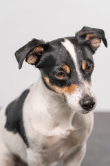 Naklejka na ściany i meble Brown, black and white Jack Russell Terrier dog posing in a studio, part of body, on a white background, copy space
