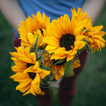Holding sunflowers