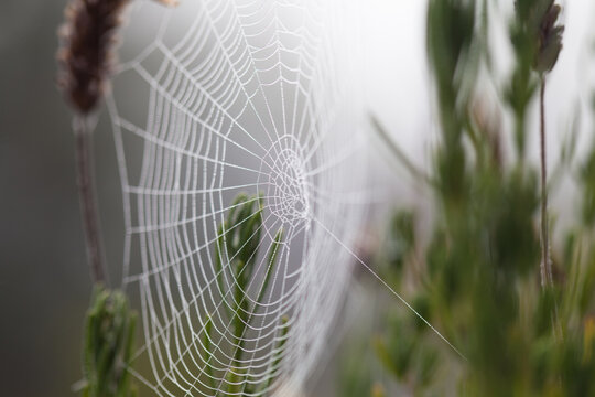 Spider web between some lavender - one string of gossamer holding on