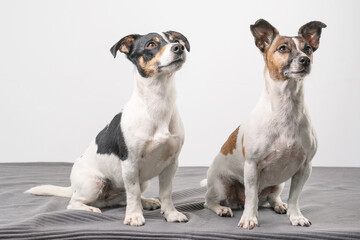 Two Jack Russell Terriers, one tan black and tan white posing in a studio, in full length