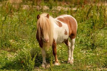 Naklejka na ściany i meble A cute pony with long mane