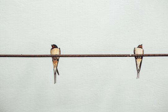 Two swallows on a wire