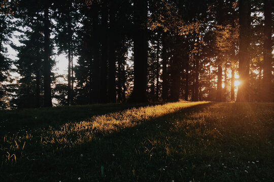 Sun shining at Mt. Tabor City Park