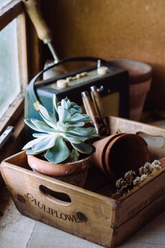 Succulents and gardening equipment in a wooden crate