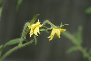yellow flower with dew drops