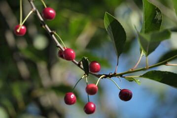 red berries on a tree