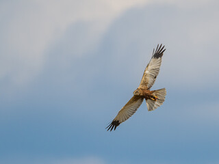 western marsh harrier (Circus aeruginosus) bird of prey in flight, on blue sky