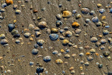 shells in the sand