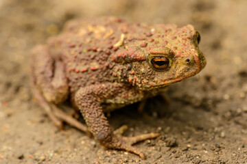 european common toad (bufo bufo) on the ground, detail