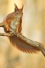 Naklejka na ściany i meble Red squirrel sitting on a branch in spring with a nut in its mouth looking couriously, sciurus vulgaris