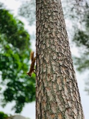 squirrel on tree