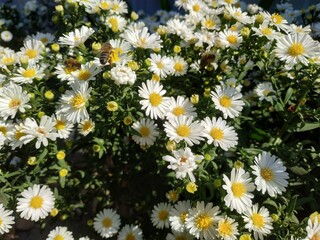 field of daisies