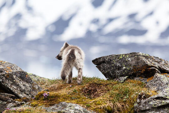 An arctic fox